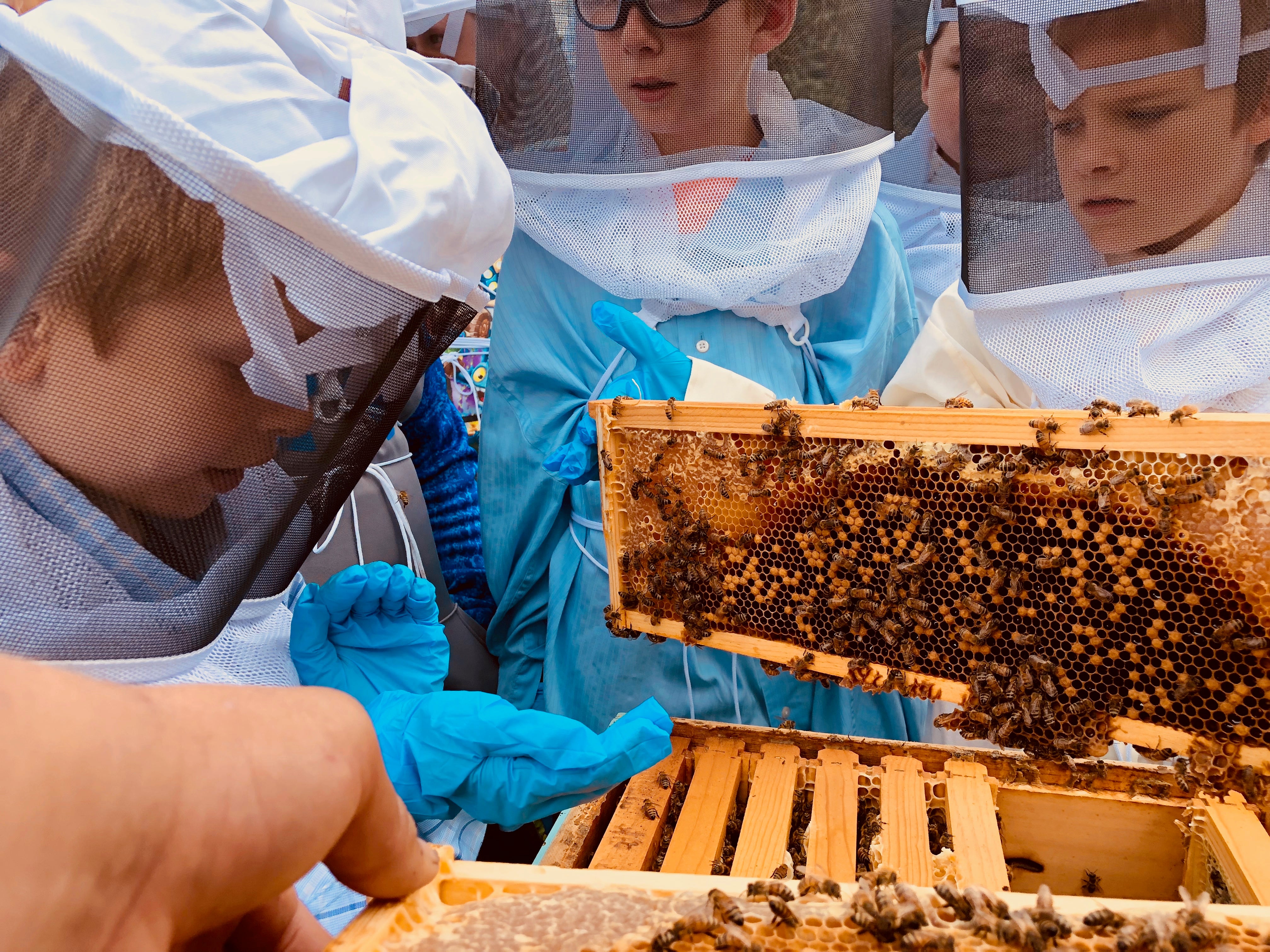 Beekeeping at Summer Camp – The Appalachian Beekeeping Collective